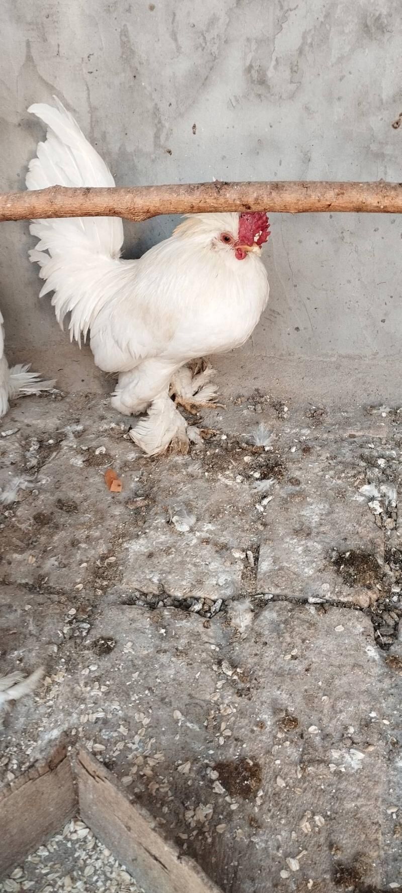 karlik ýaponçik horaz - Türkmenabat - img 2