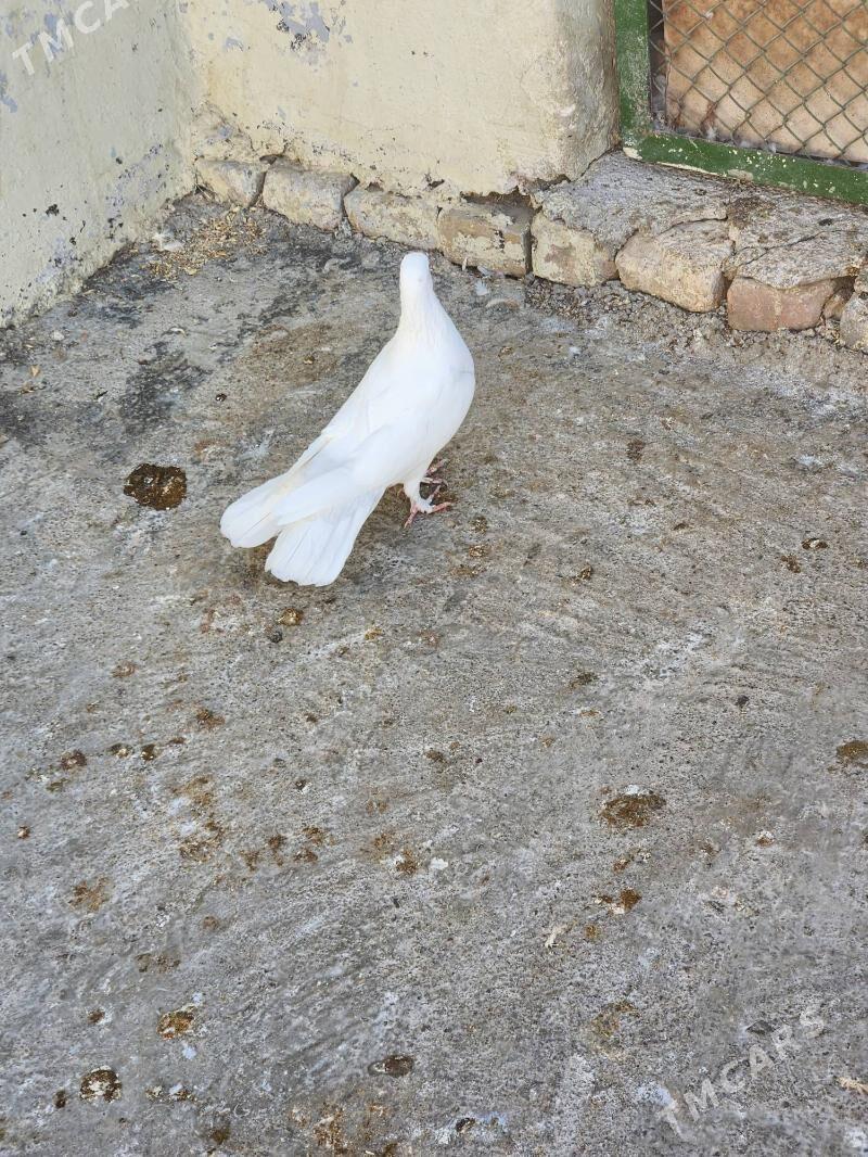 kepderi - Çoganly - img 4