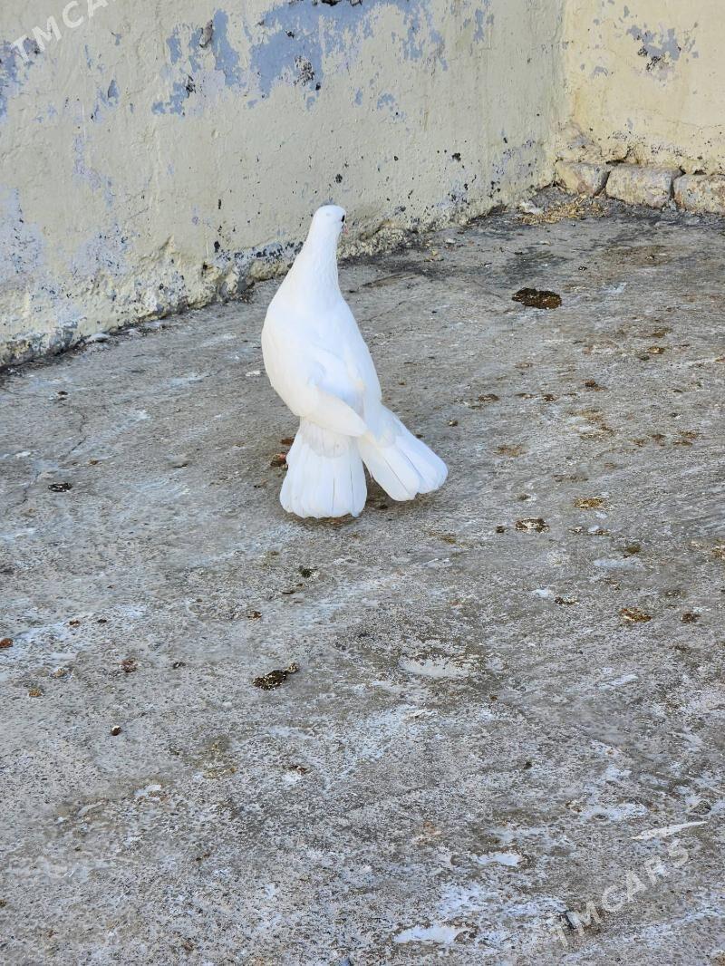 kepderi - Çoganly - img 3