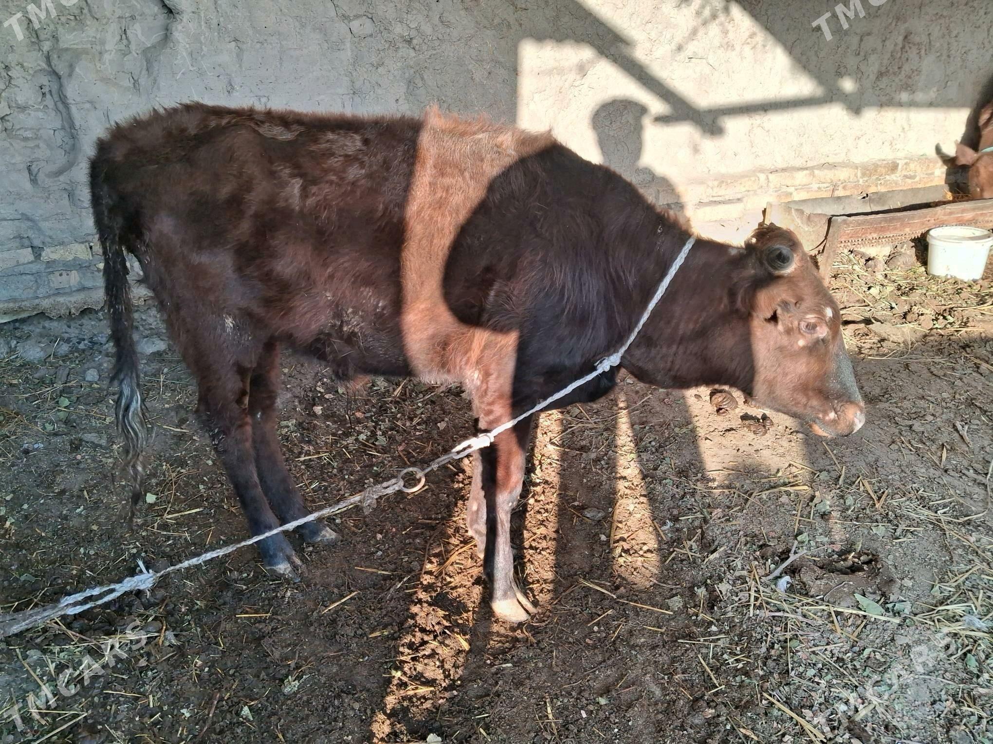 окизче - Туркменабат - img 2