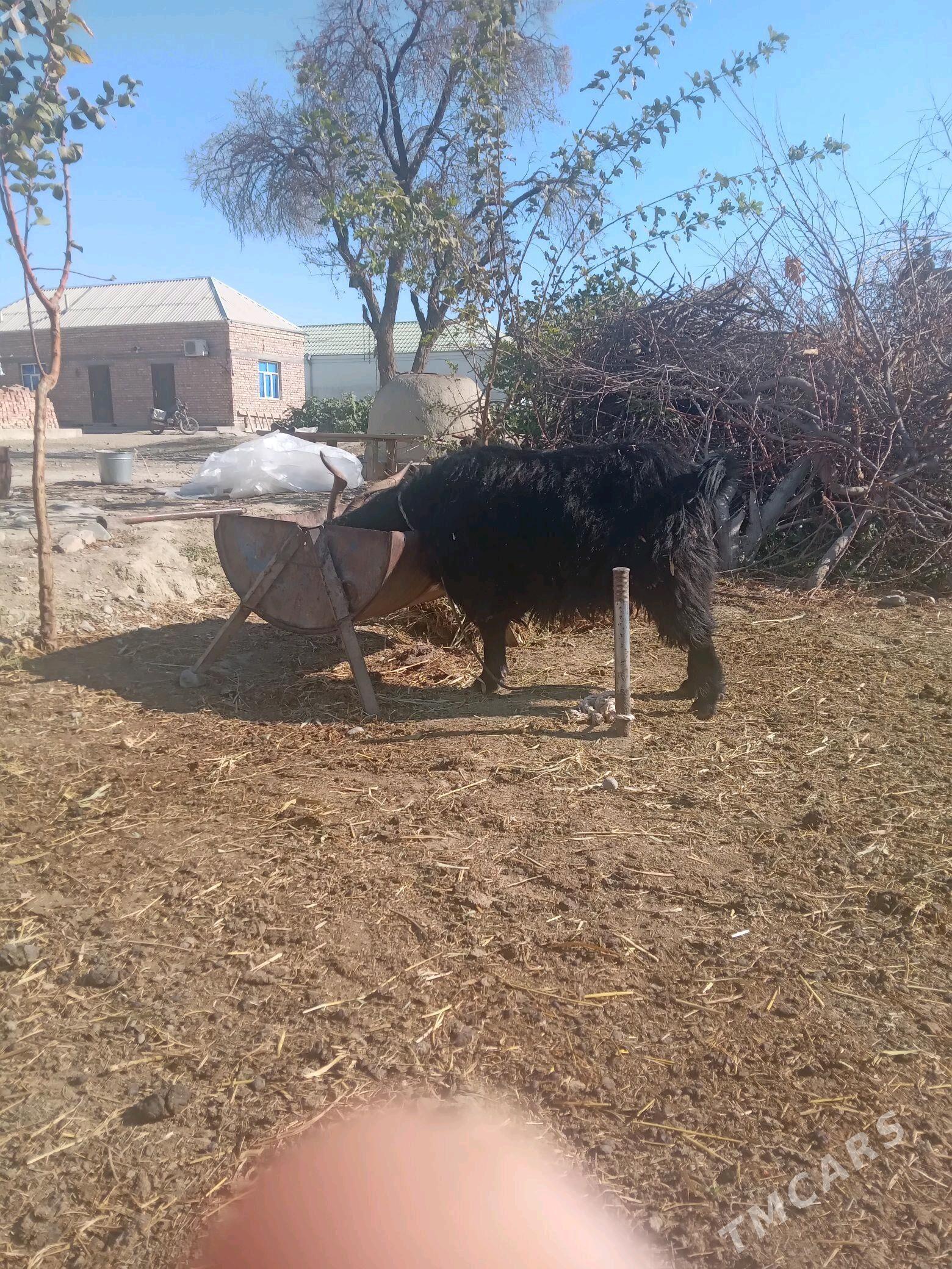 bakylan geçi - Бахарден - img 2