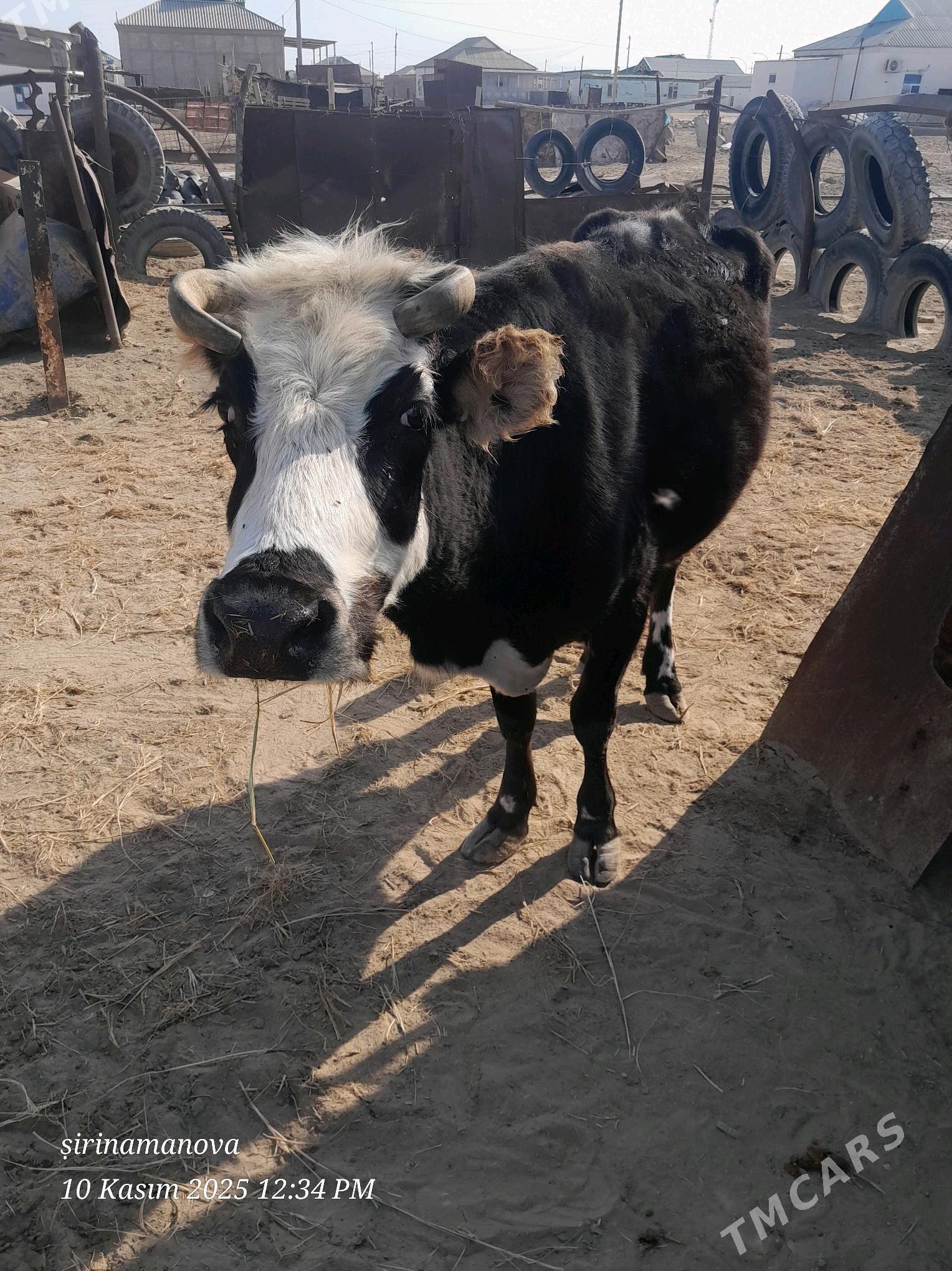 goleli sygyr - Эсенгулы - img 2