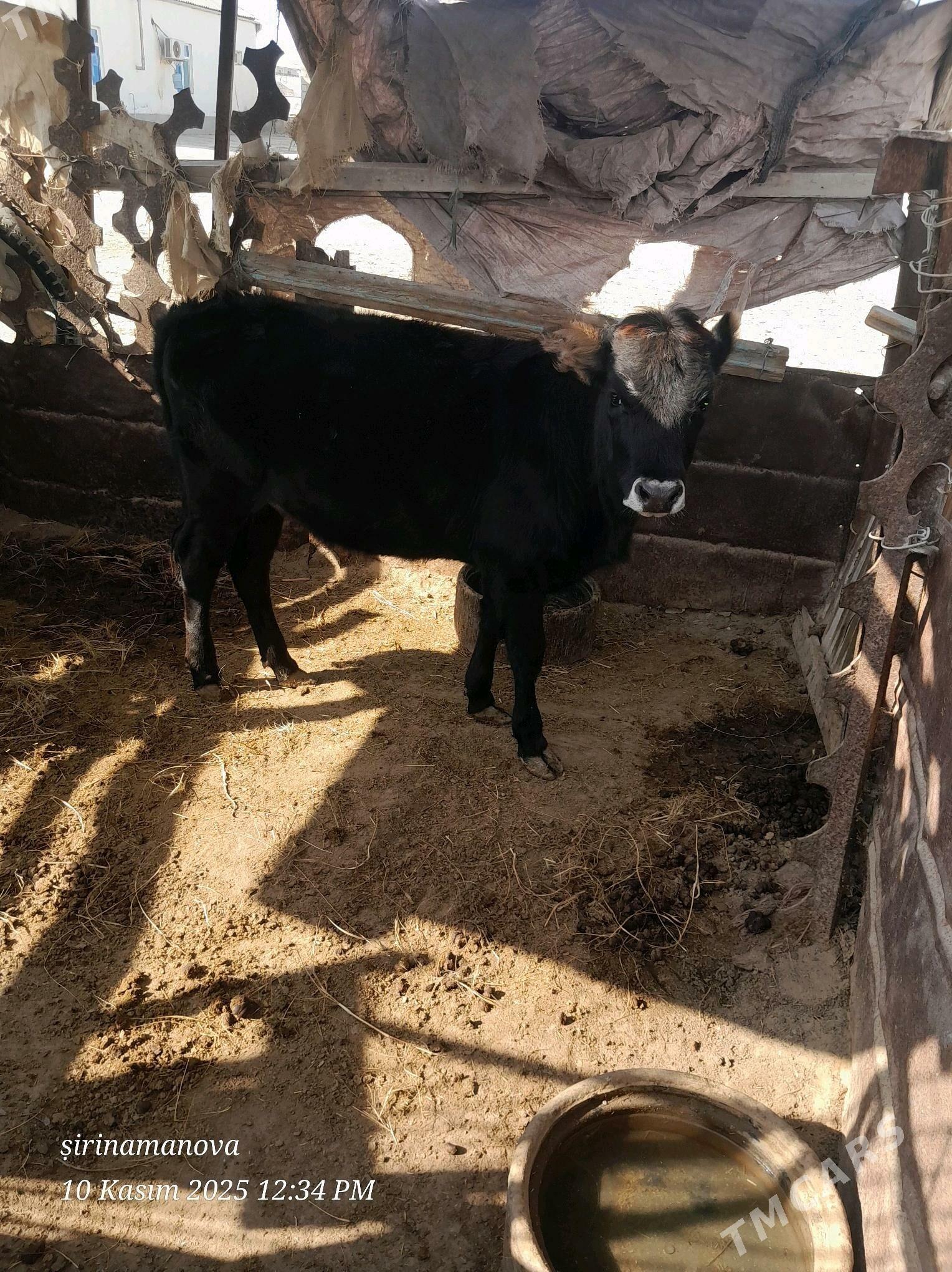 goleli sygyr - Эсенгулы - img 3