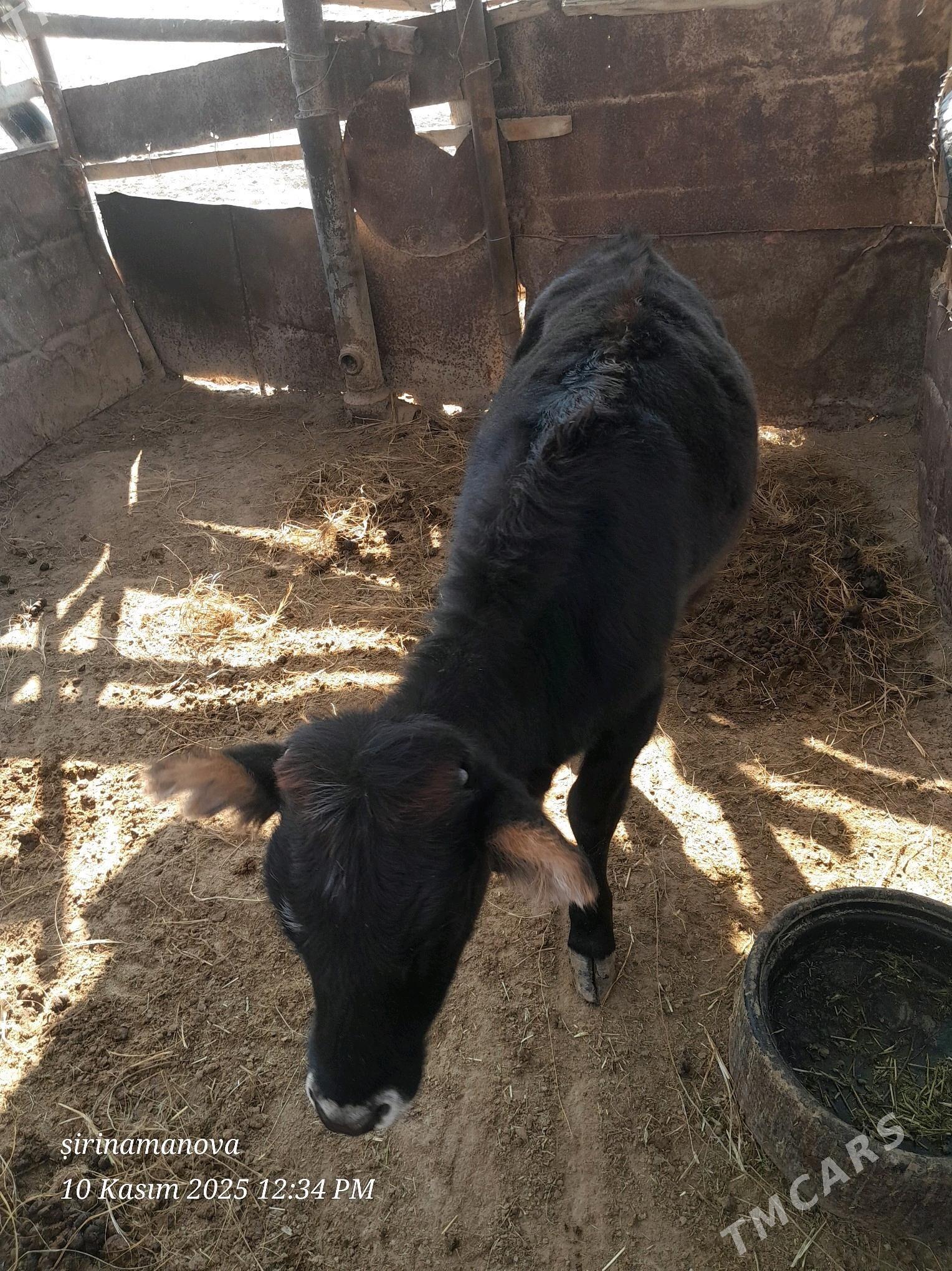 goleli sygyr - Эсенгулы - img 4