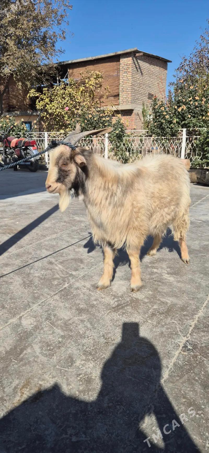 cebis - Бахарден - img 2