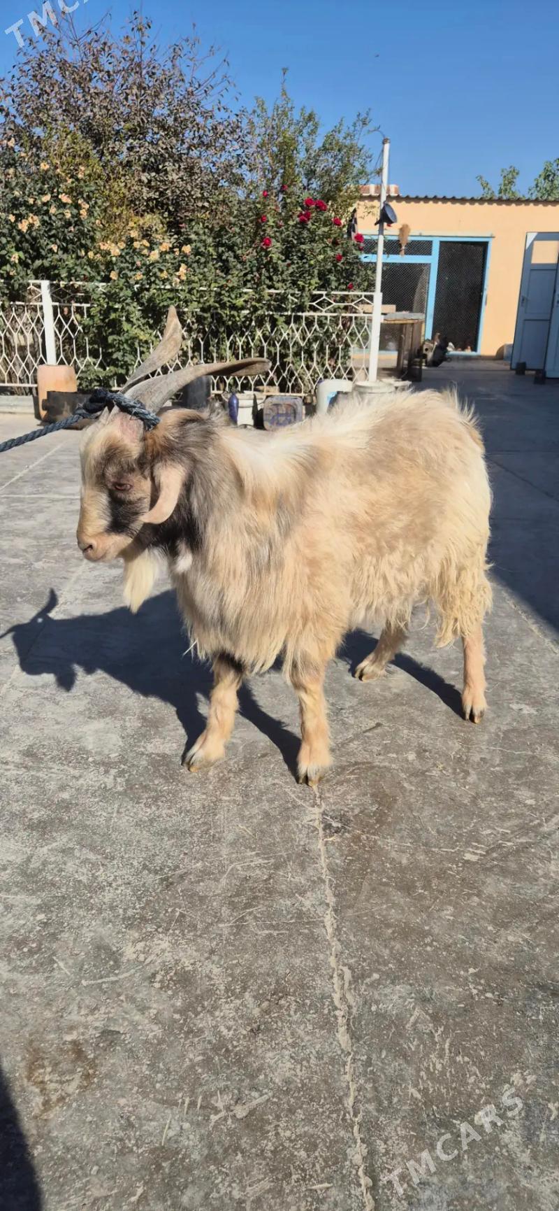 cebis - Бахарден - img 3