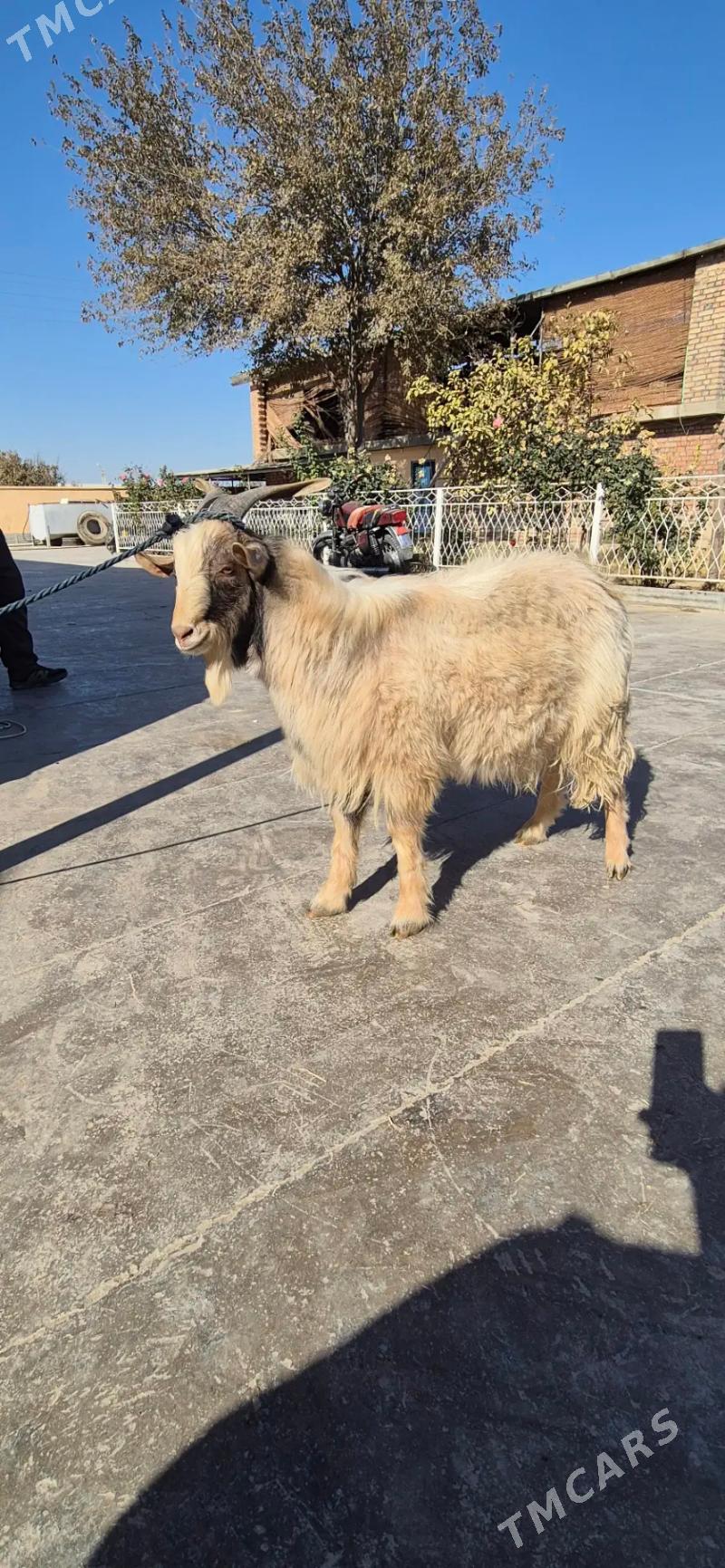 cebis - Бахарден - img 5