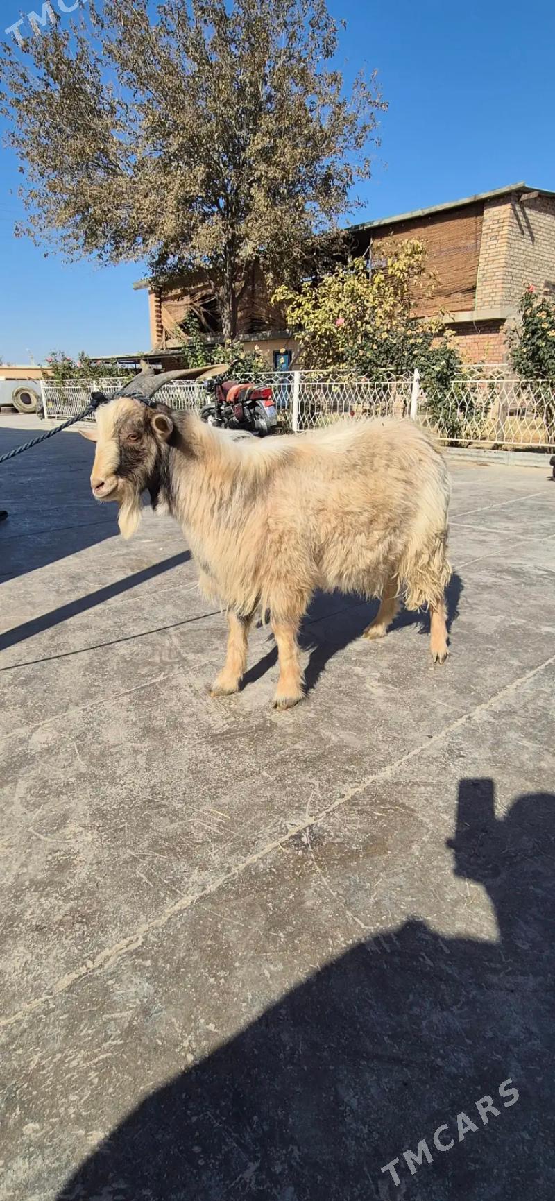 cebis - Бахарден - img 4