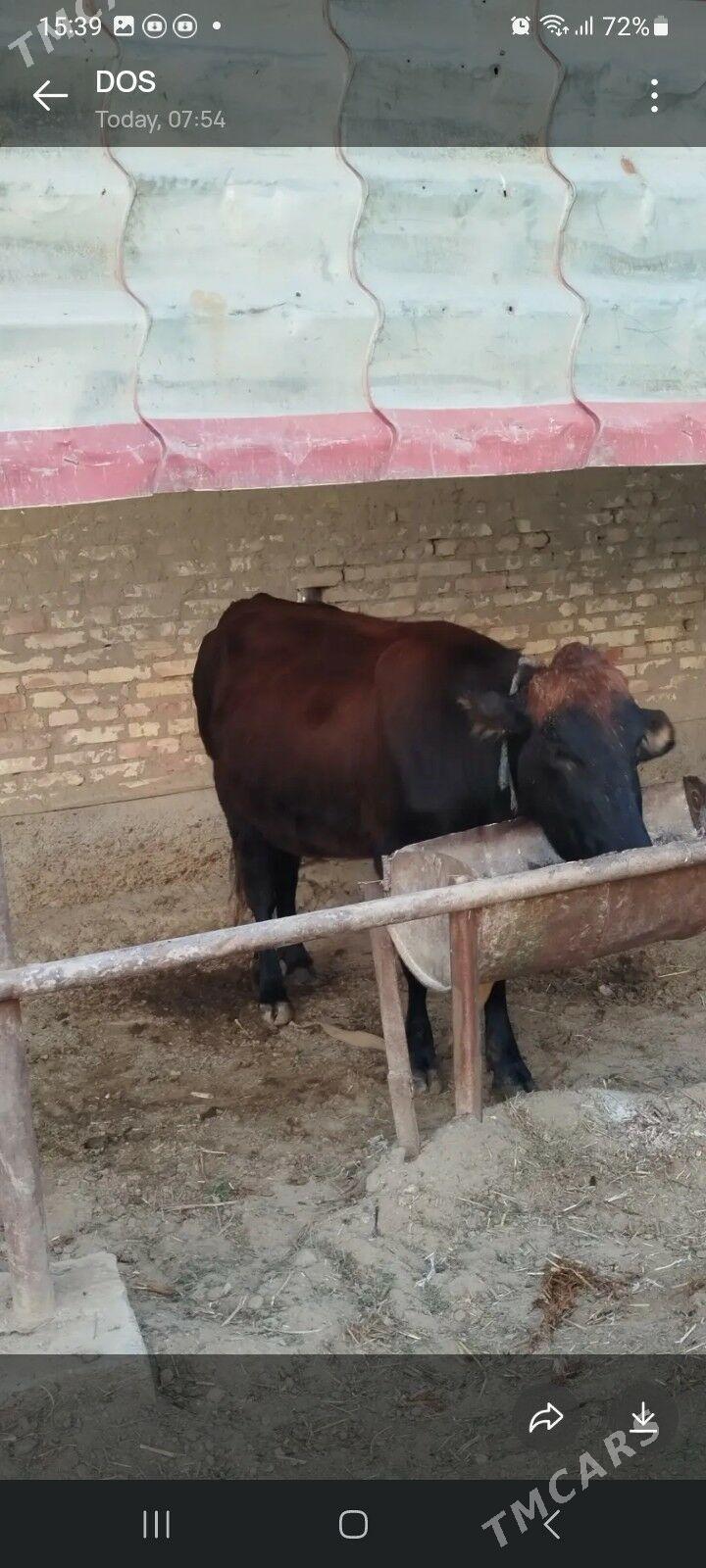 Sygyr - Сакарчага - img 2