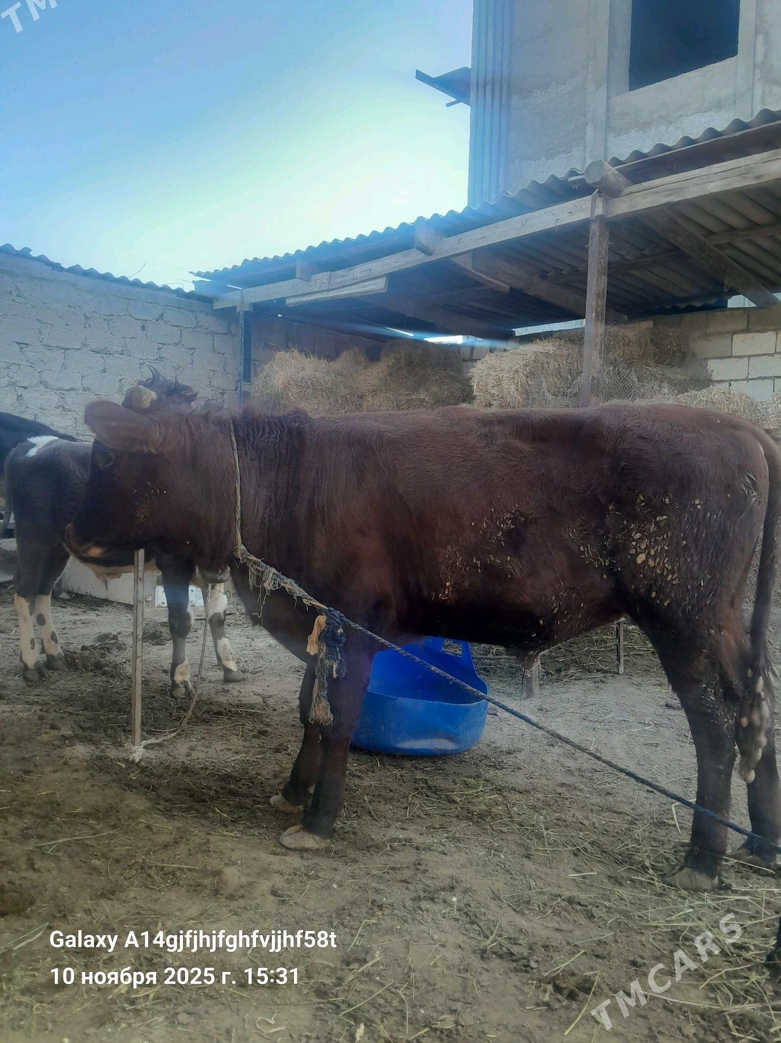 okuz - Гёкдже - img 2