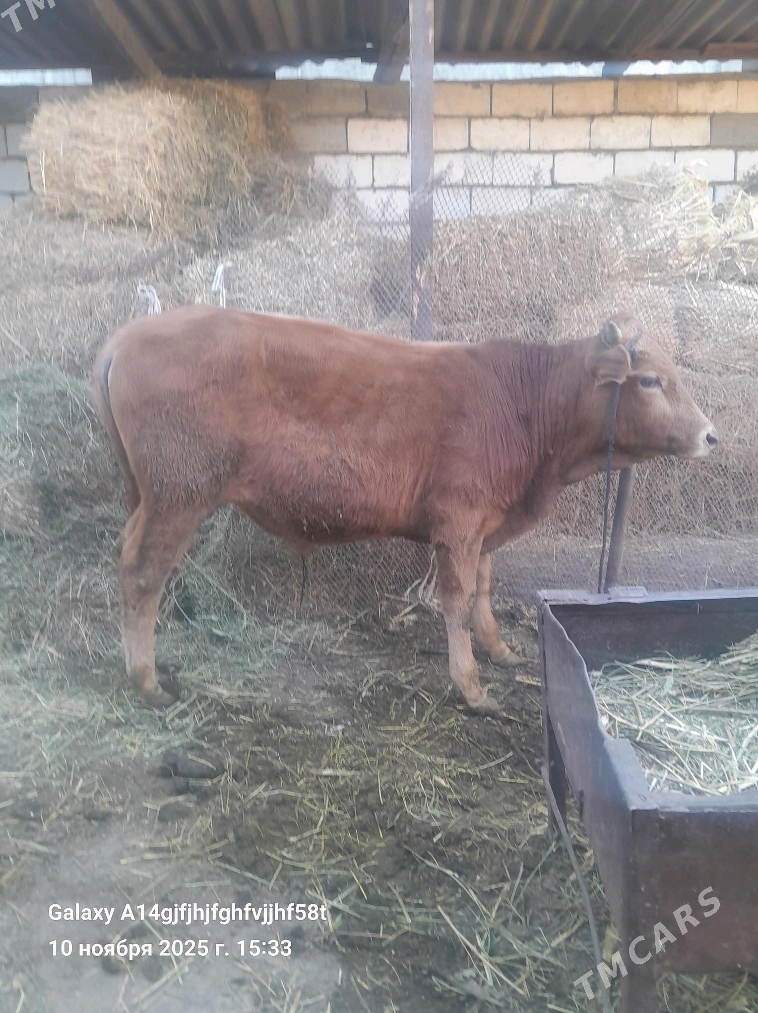 okuz - Гёкдже - img 5