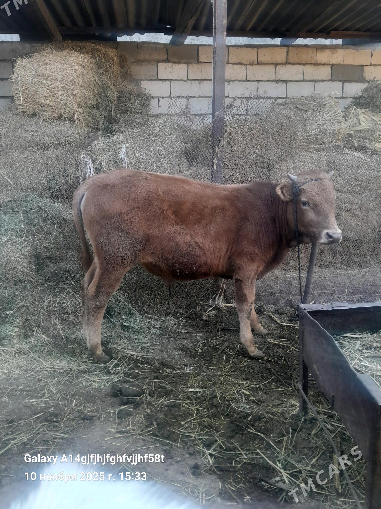 okuz - Гёкдже - img 3