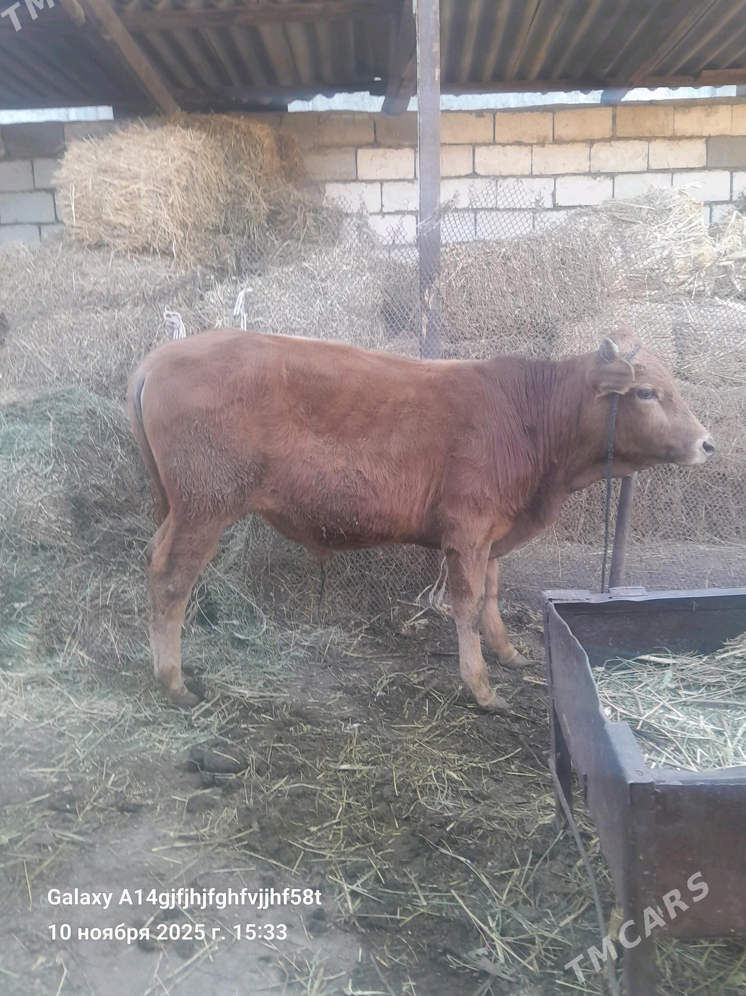 okuz - Гёкдже - img 4