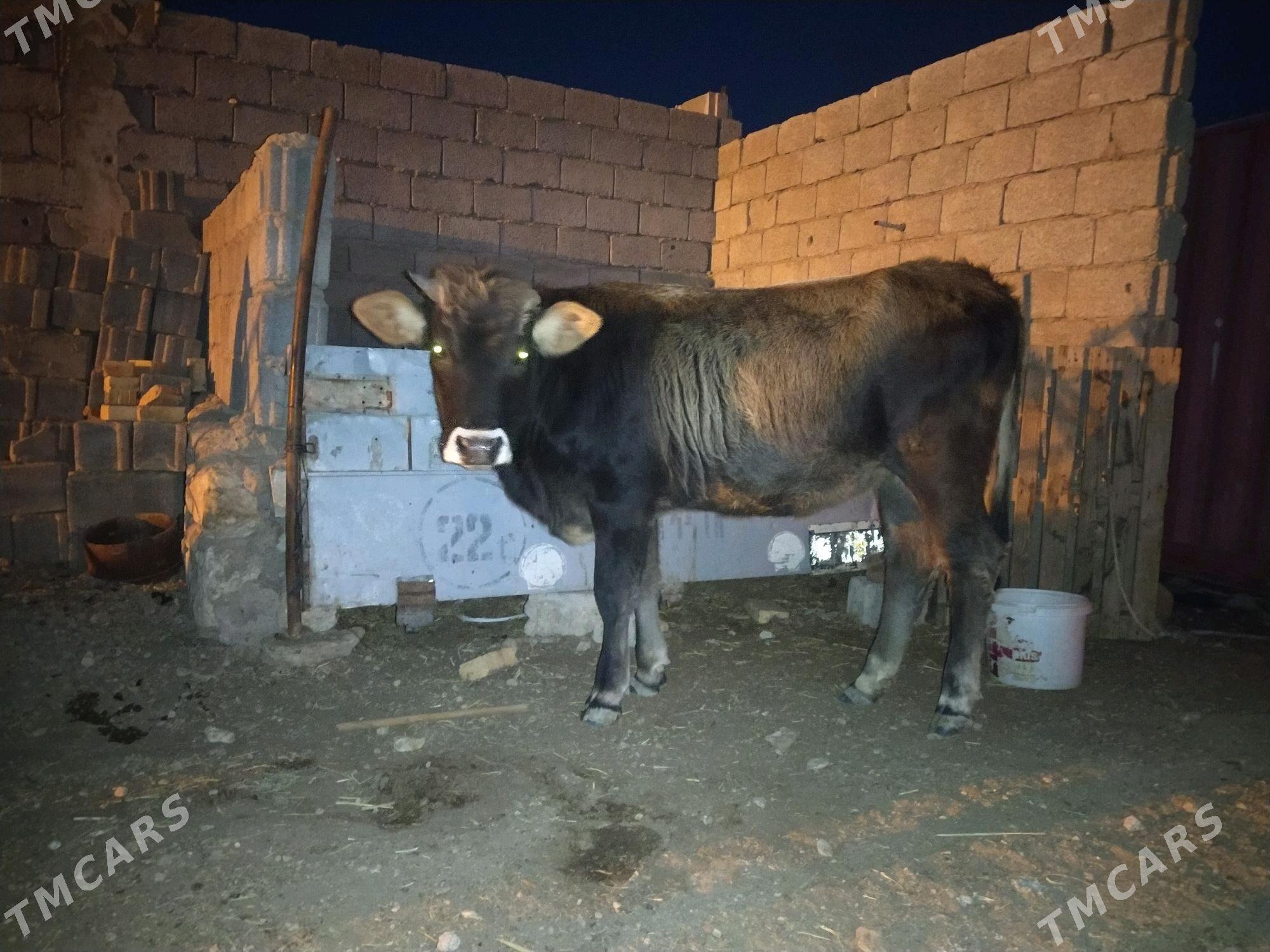 Gaçar - Балканабат - img 2