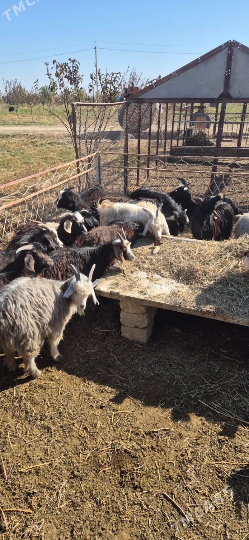 cebis - Bäherden - img 6