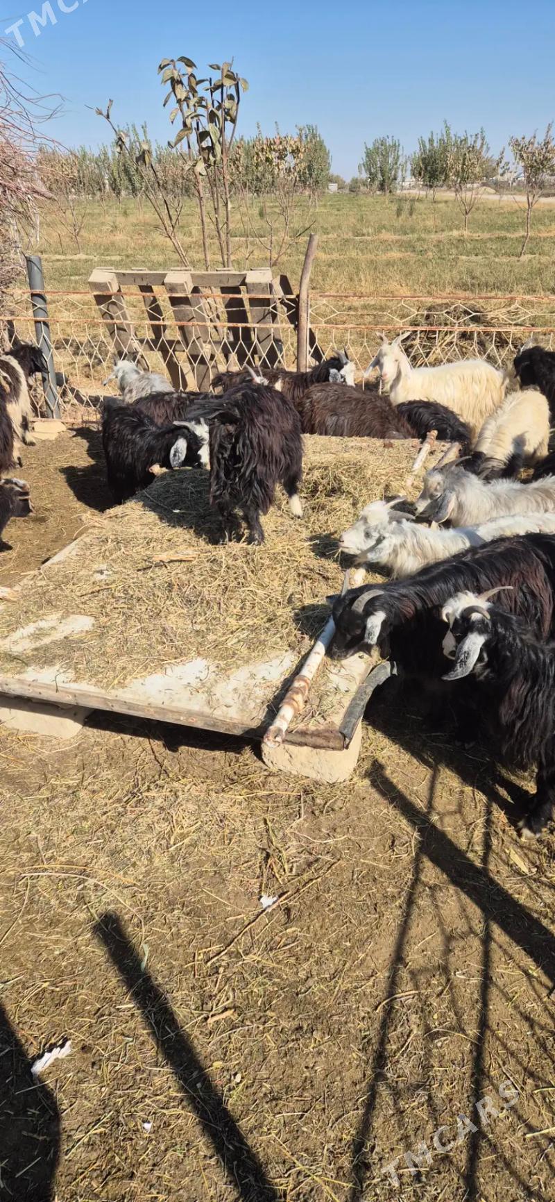 cebis - Bäherden - img 7