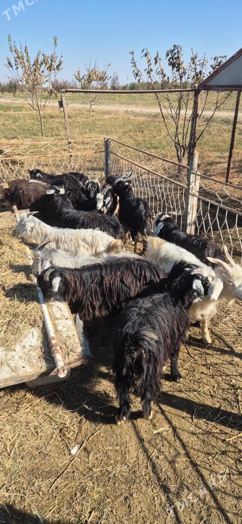 cebis - Bäherden - img 4