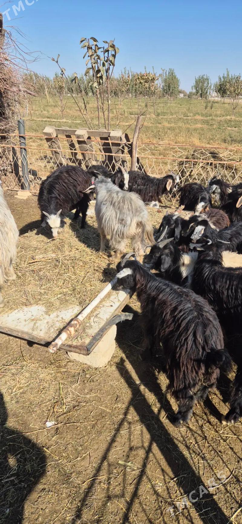 cebis - Bäherden - img 3