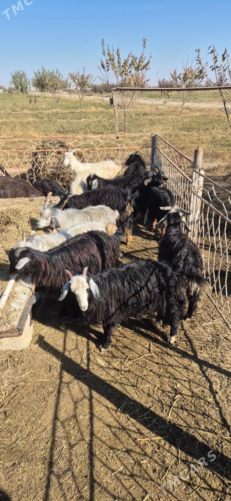 cebis - Bäherden - img 8