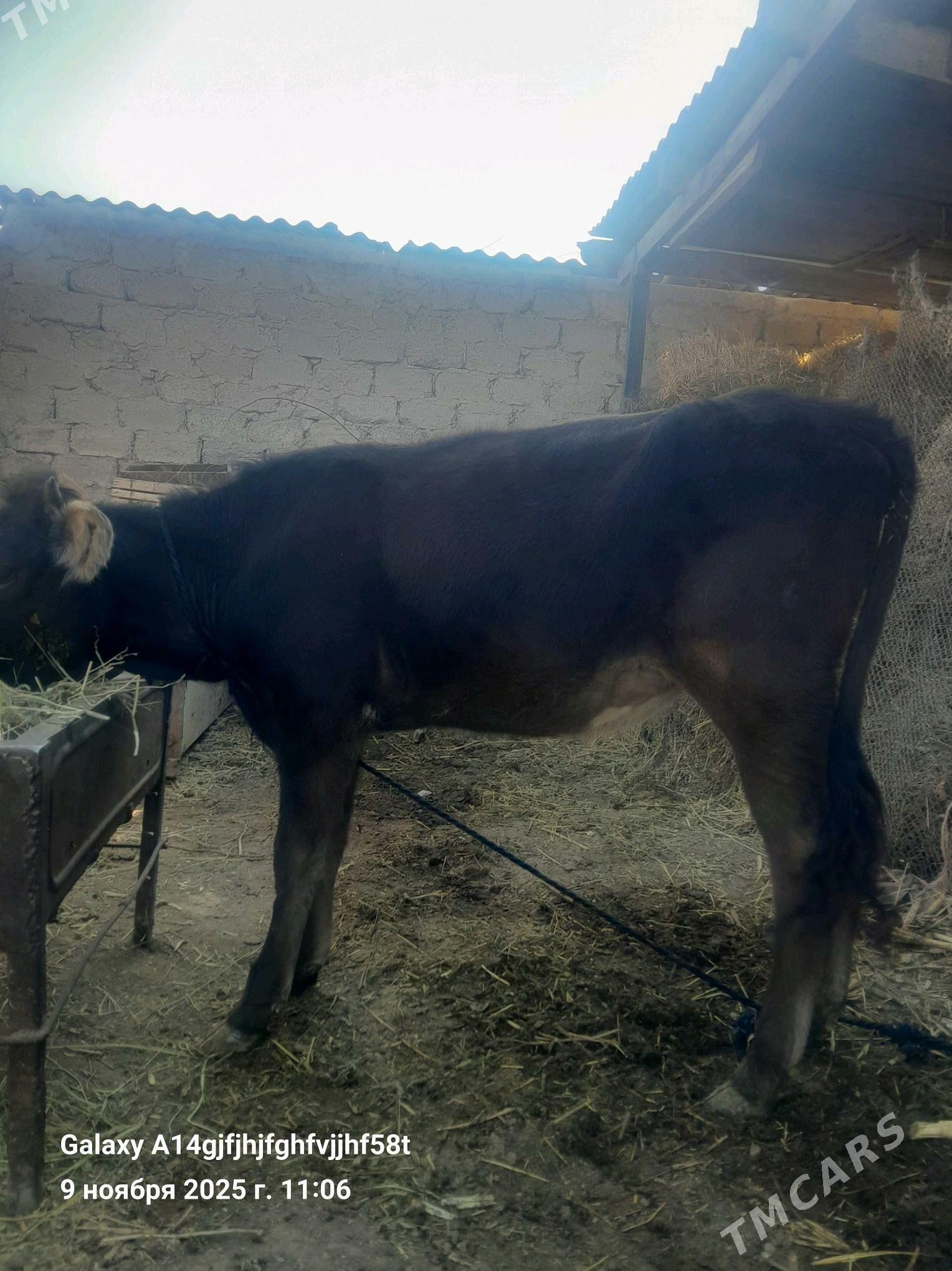 tuwe - Гёкдже - img 4