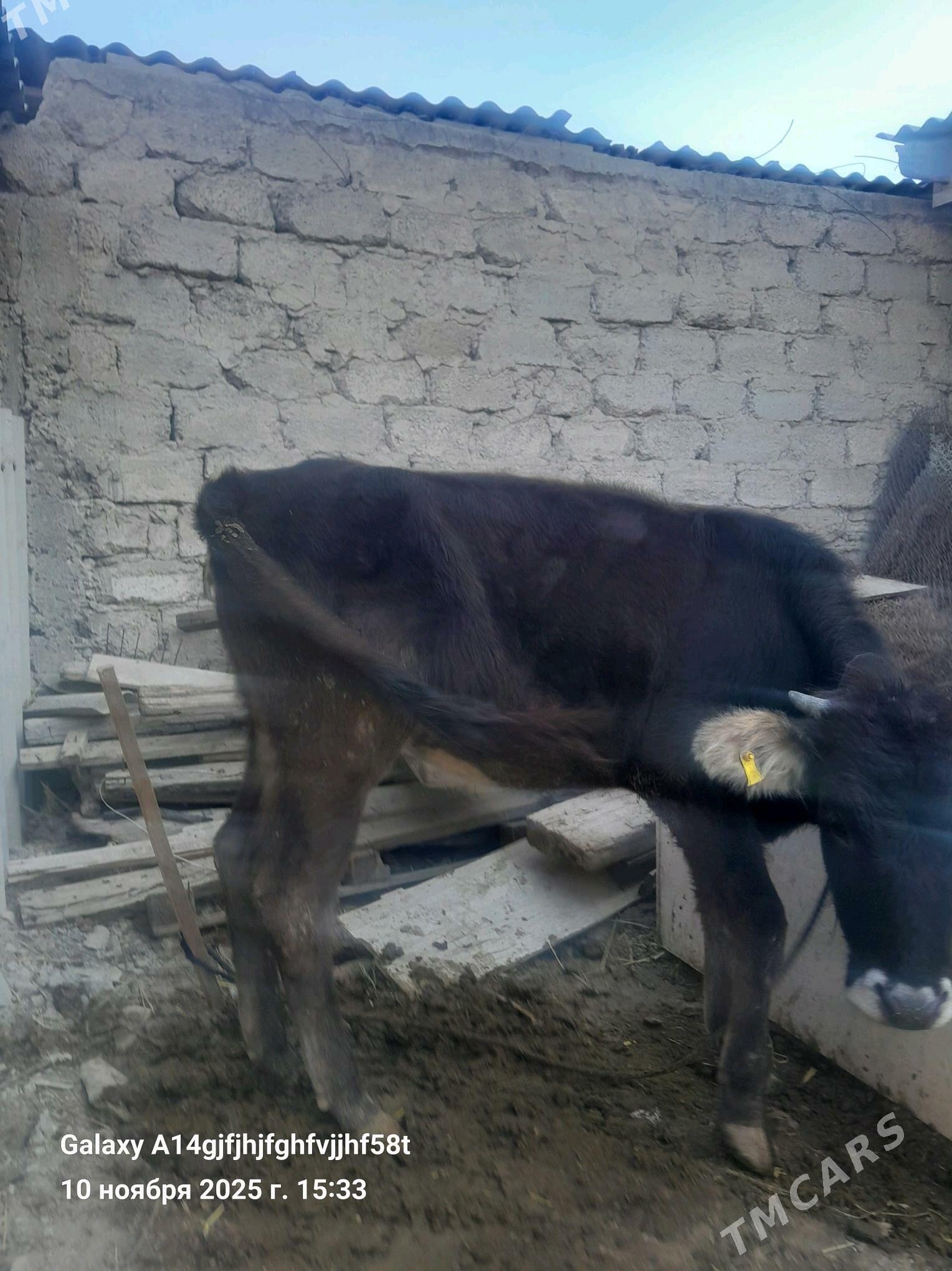 tuwe - Гёкдже - img 3