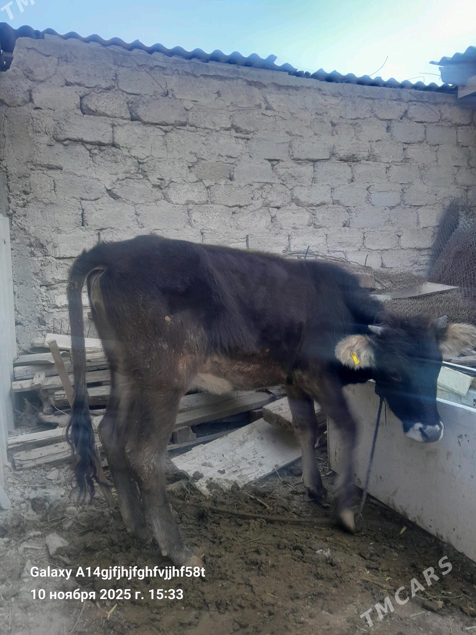 tuwe - Гёкдже - img 2