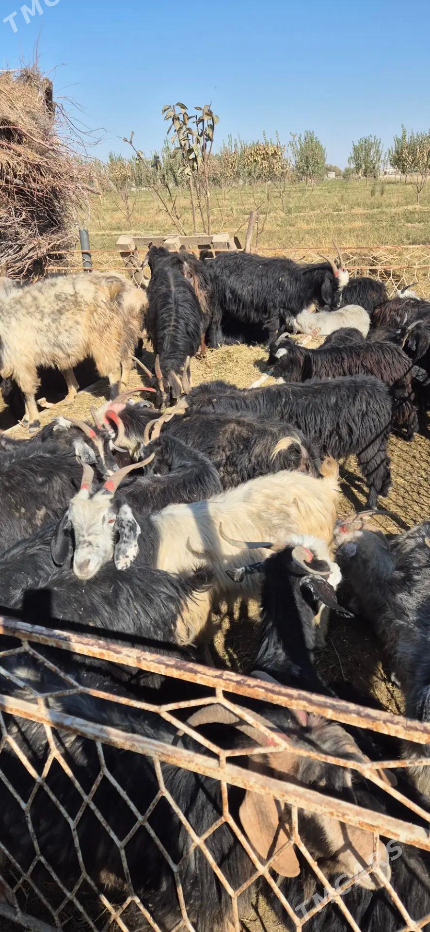 geciler - Бахарден - img 4