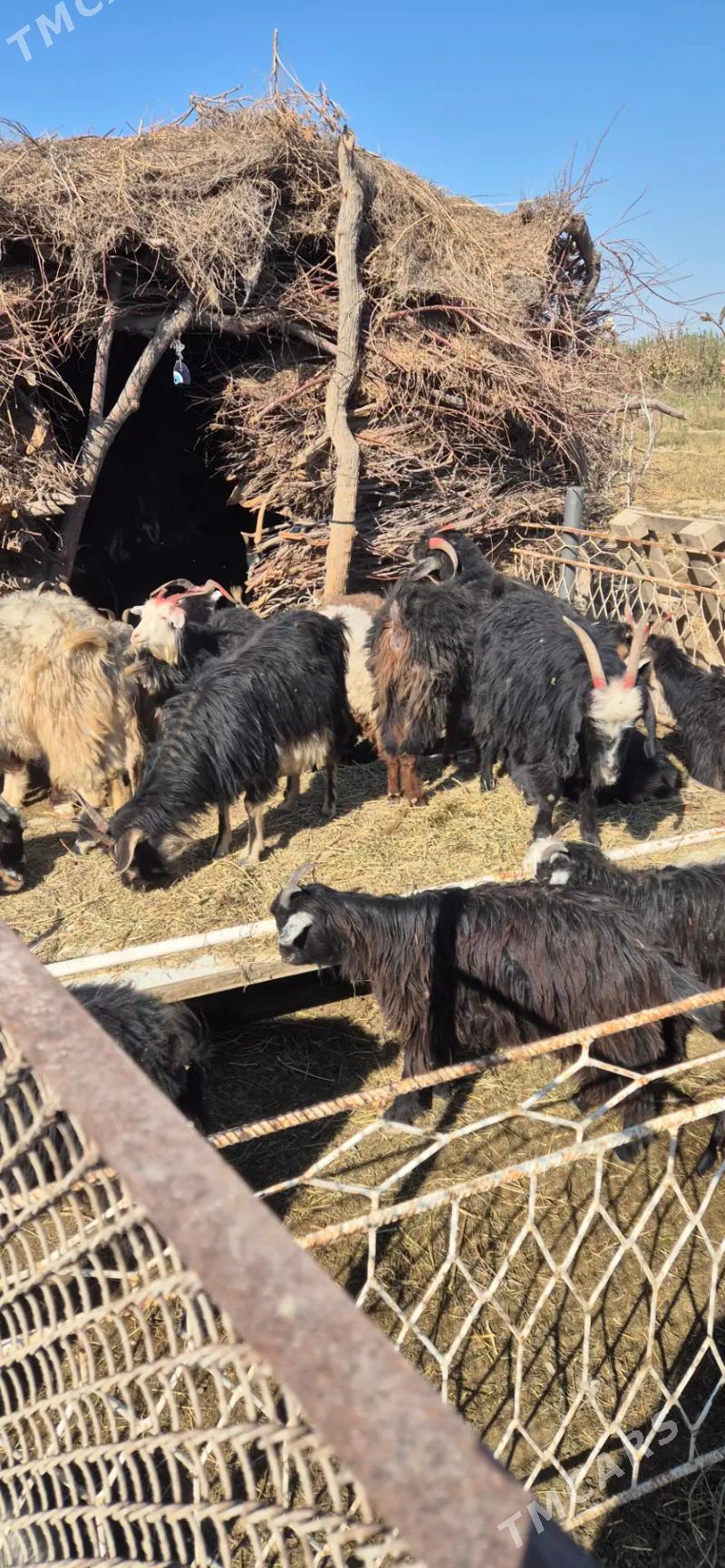 geciler - Бахарден - img 2