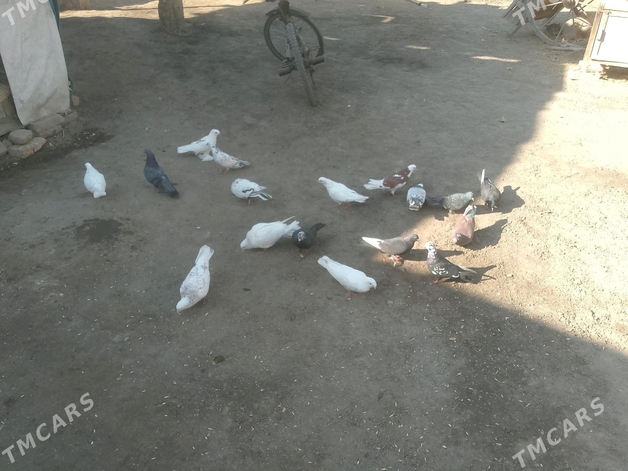 kepderi - Türkmenabat - img 2