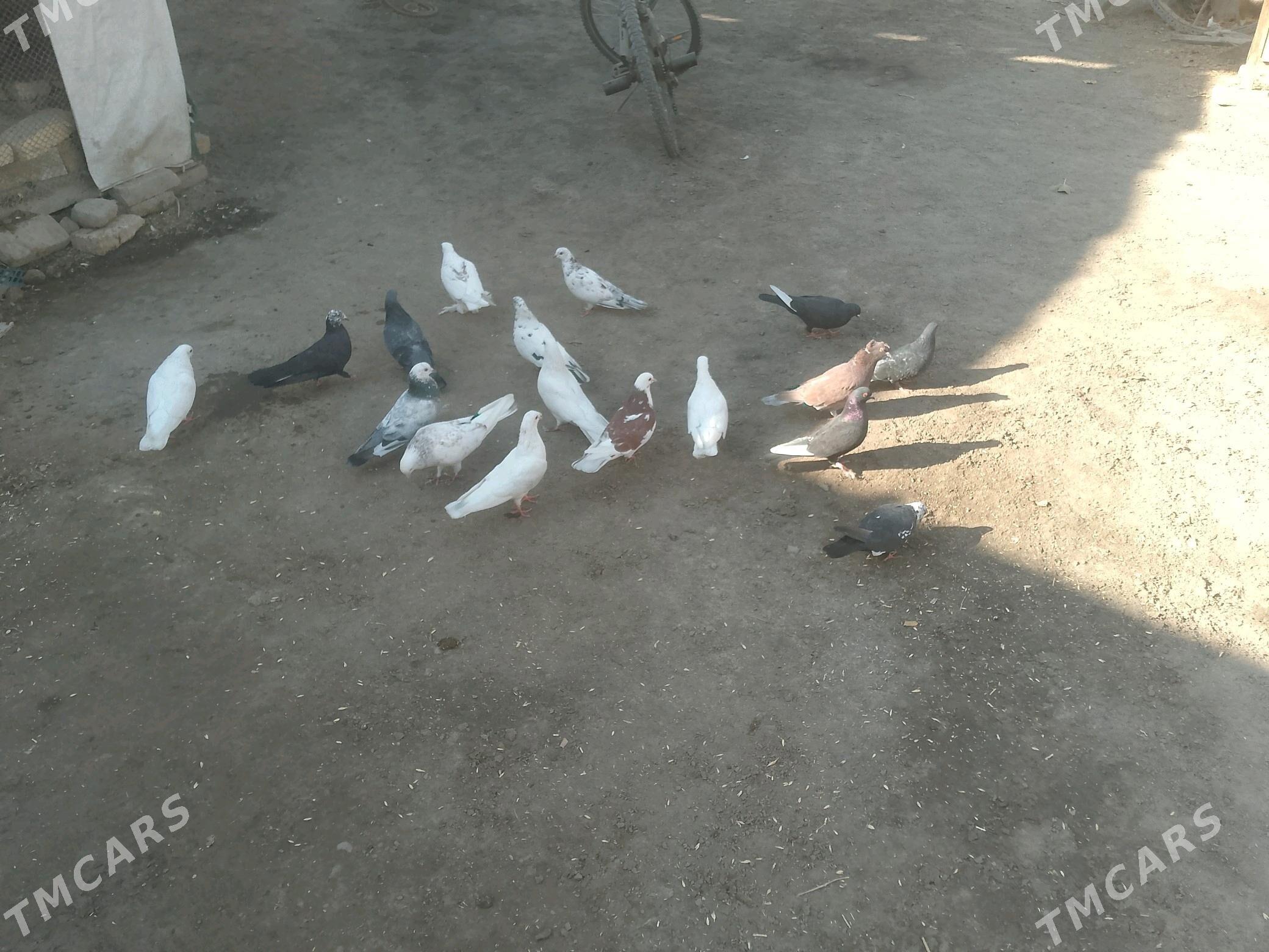 kepderi - Türkmenabat - img 3