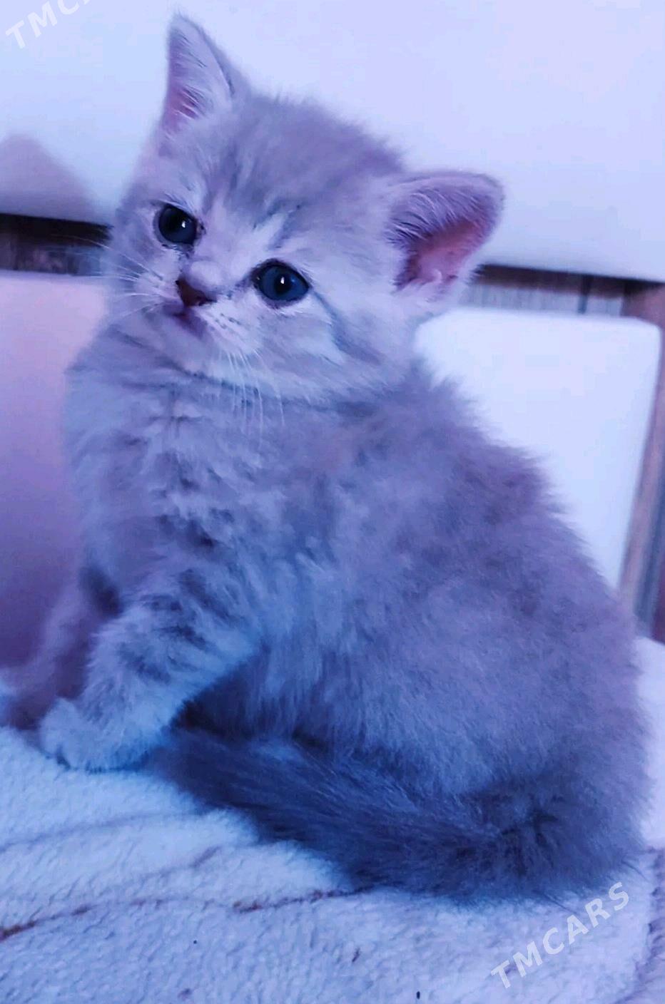 кошка прямаушка - Balkanabat - img 2