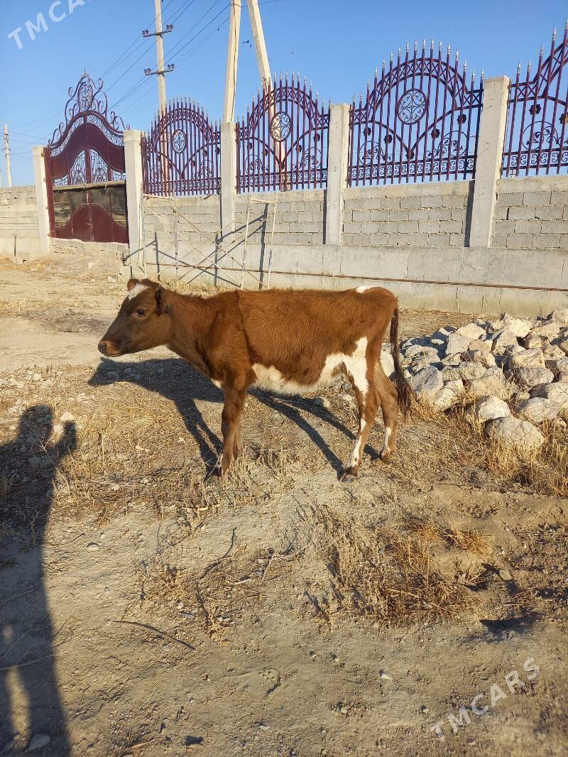 tuwe - Гёкдепе - img 2