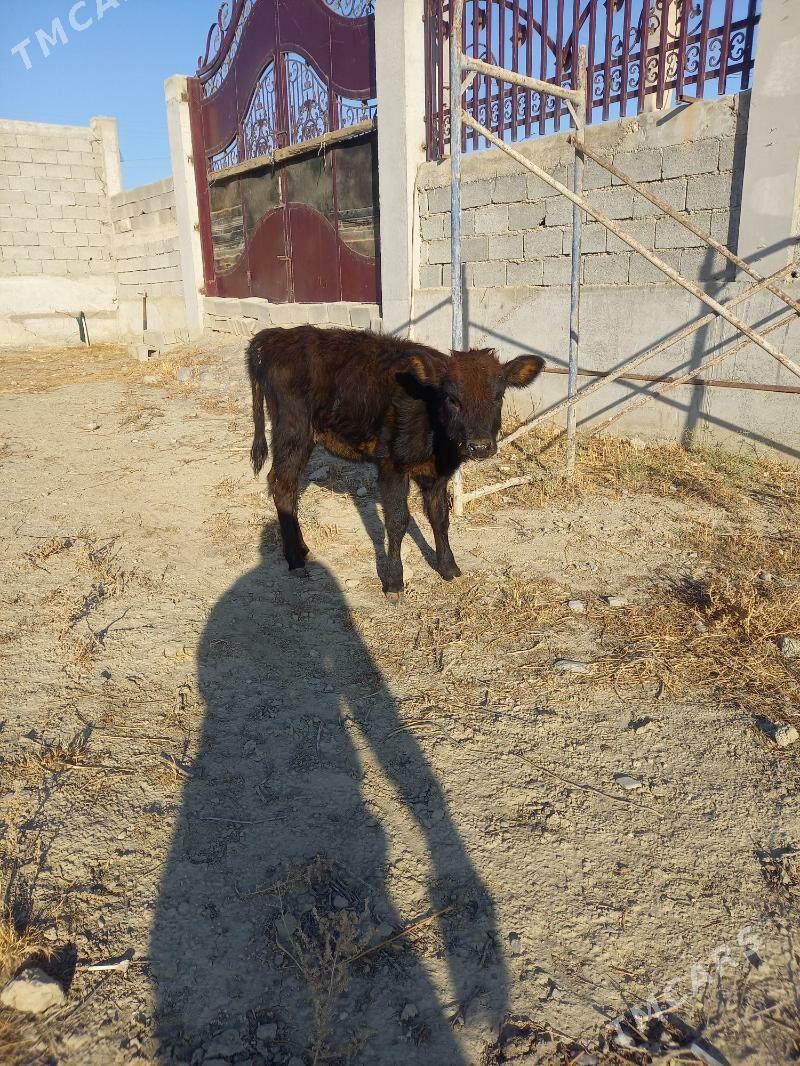 tuwe - Гёкдепе - img 3