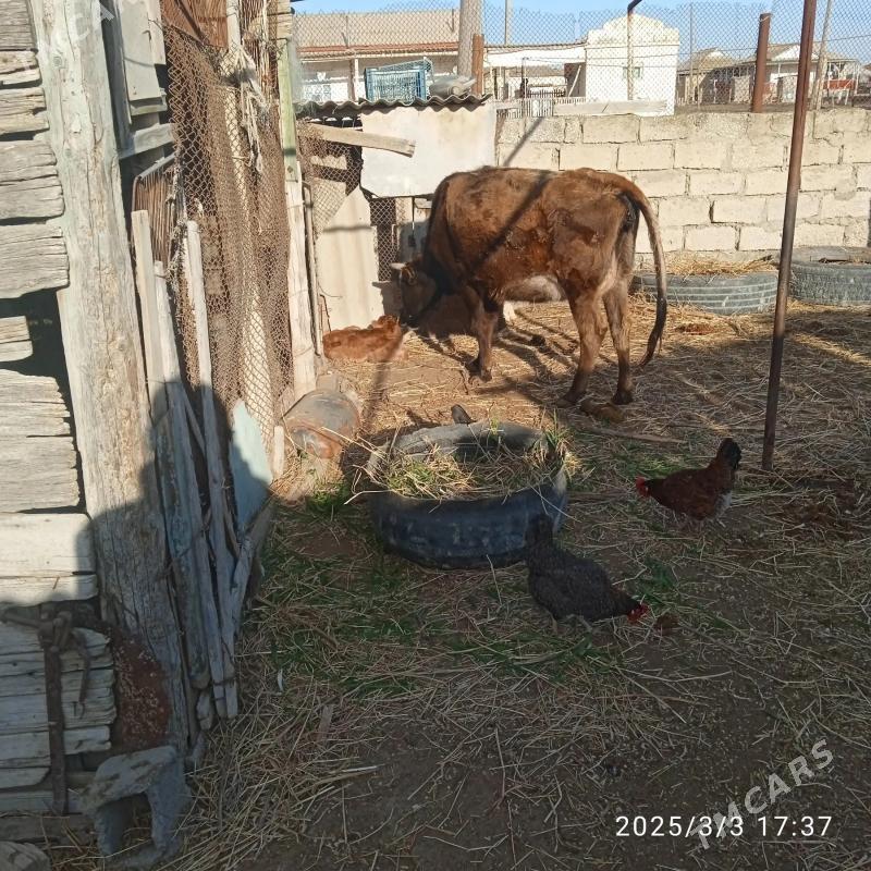 Sygyr we Ökiz - Türkmenbaşy - img 2