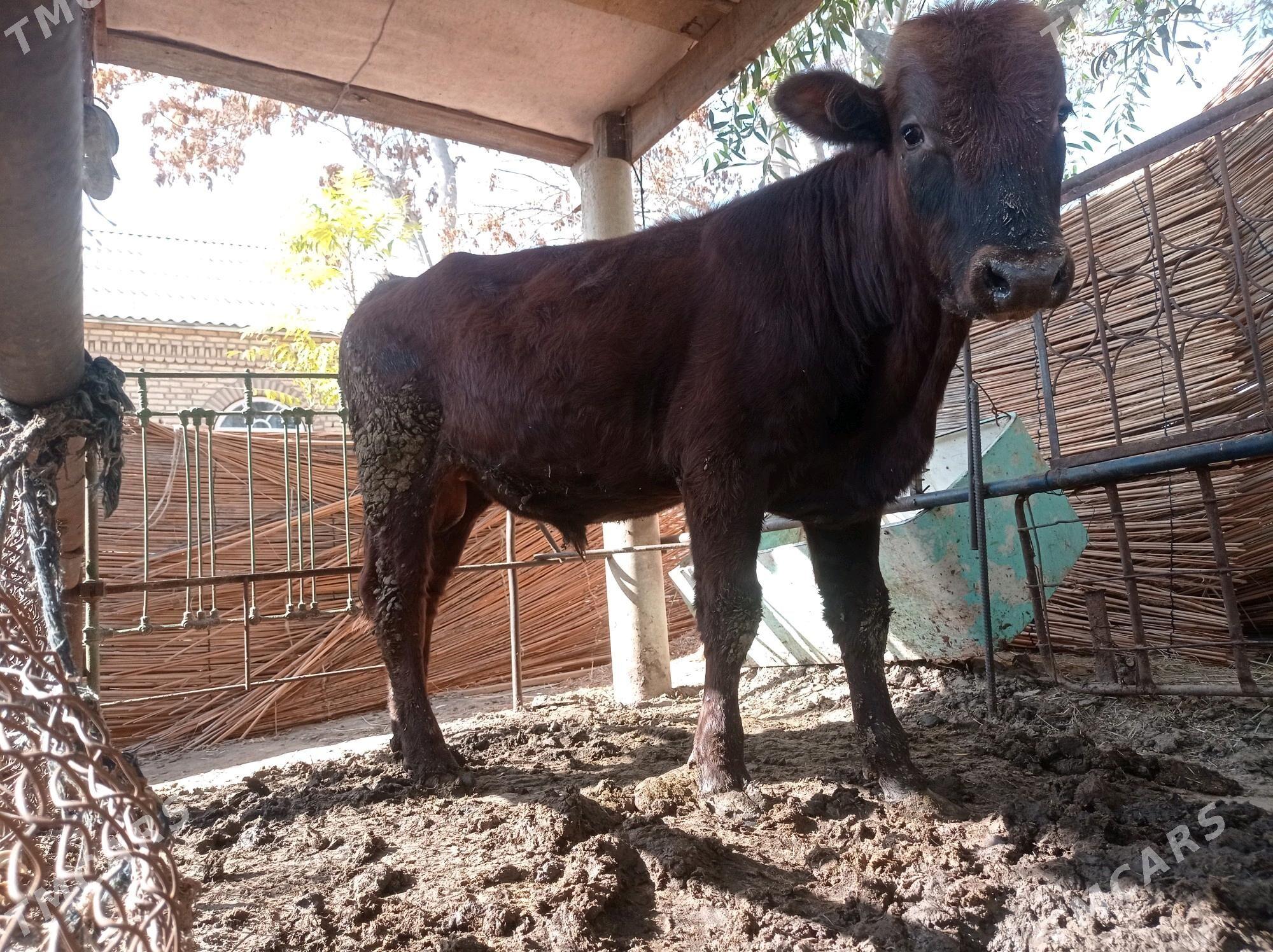 Öküz - Mary - img 2