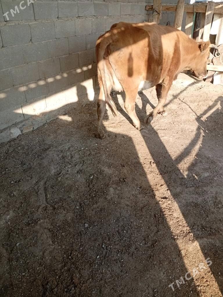 imli sygyr - Берекет - img 2