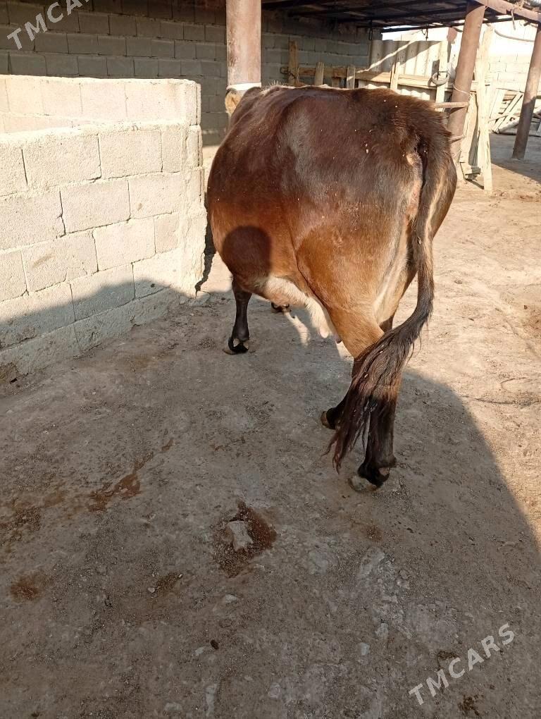 imli sygyr - Берекет - img 4