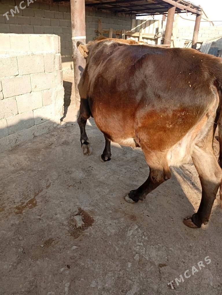 imli sygyr - Берекет - img 3