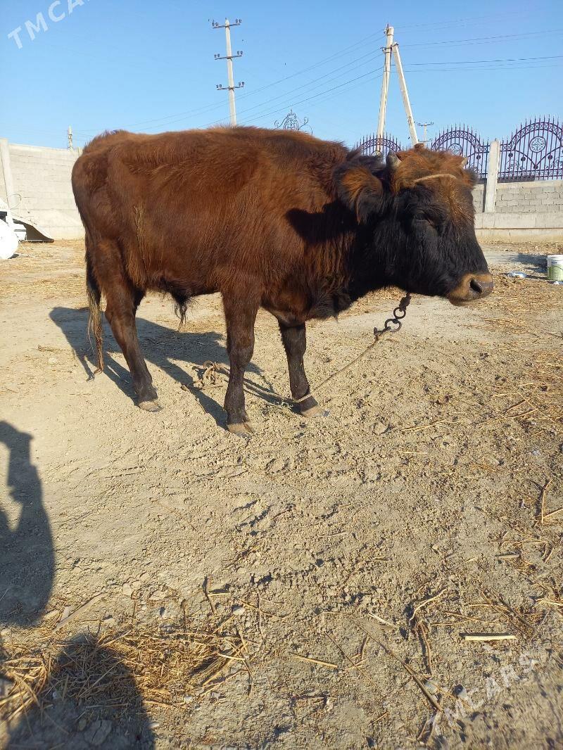 okuz - Гёкдепе - img 2