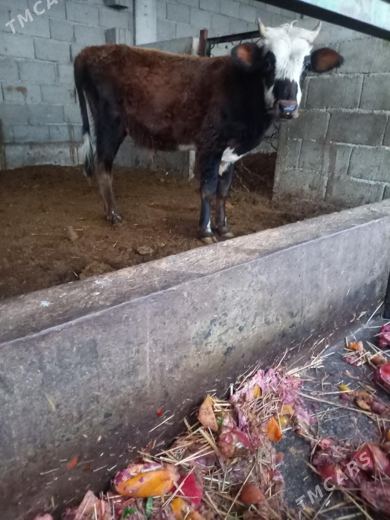 okuz - Гёкдепе - img 3