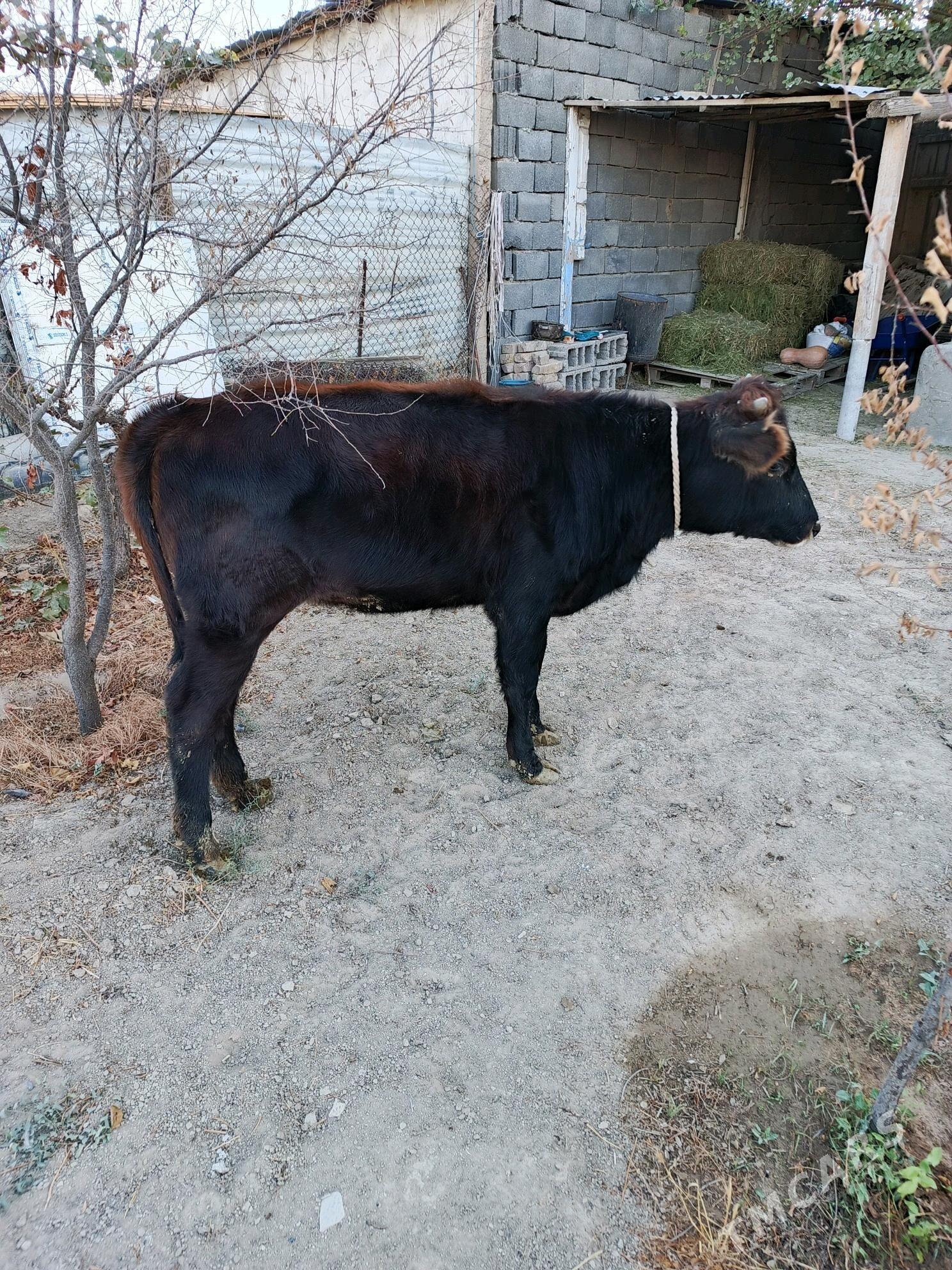 tuwe - Бузмеин - img 3