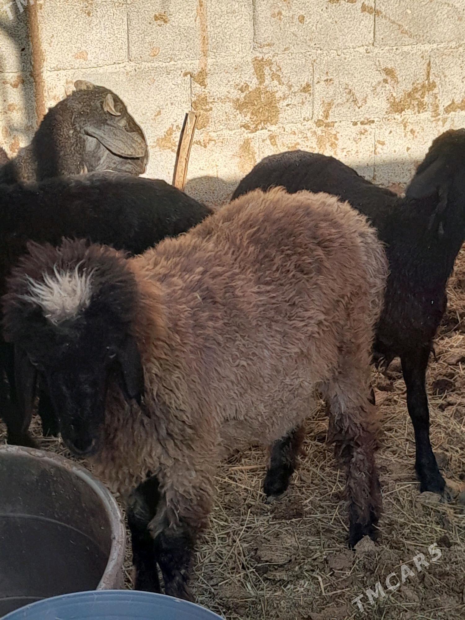 Tokly - Гёкдепе - img 2