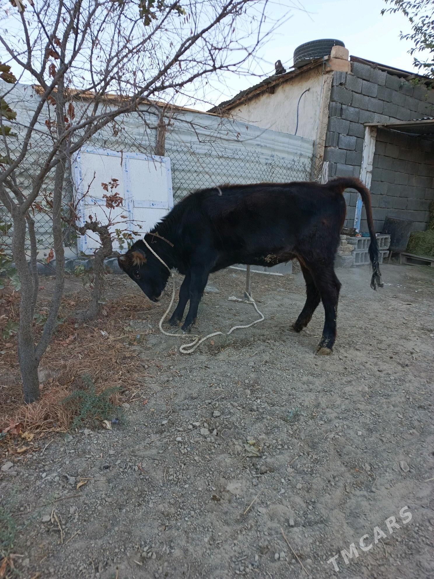 tuwe - Бузмеин - img 2