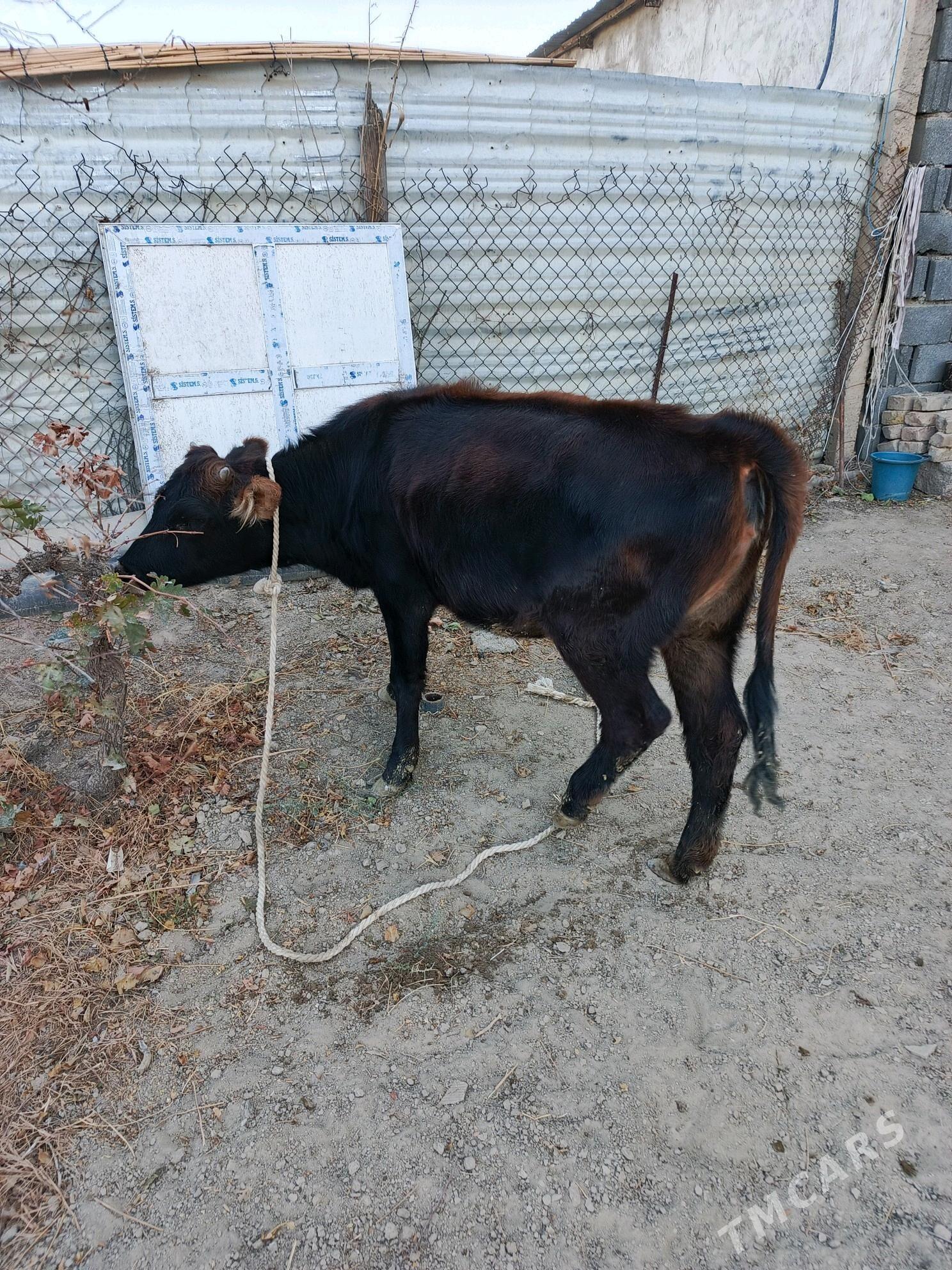 tuwe - Бузмеин - img 4