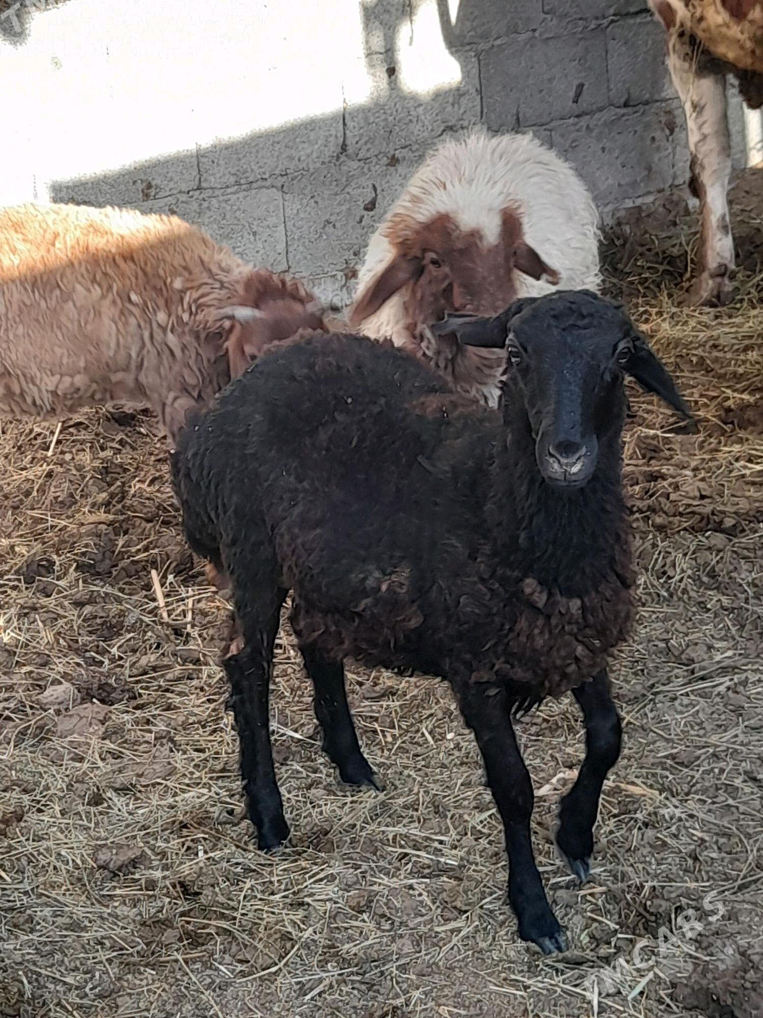 Tokly - Гёкдепе - img 3