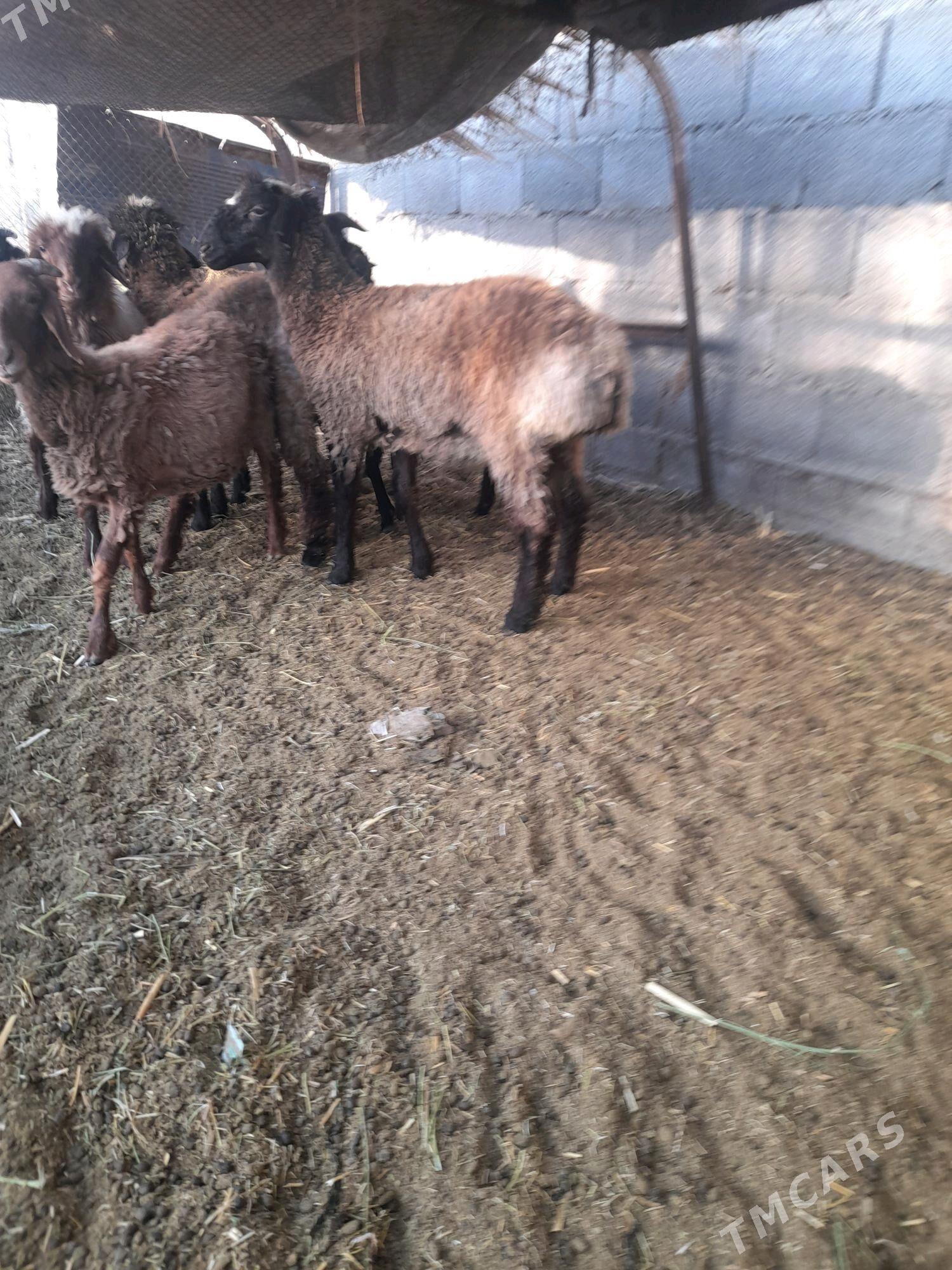 Tokly - Гёкдепе - img 4