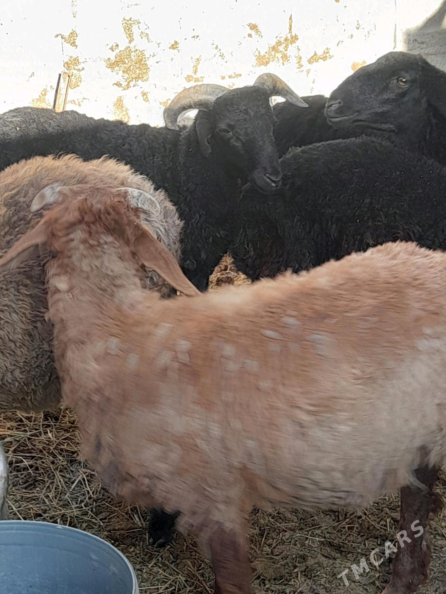 Tokly - Гёкдепе - img 5