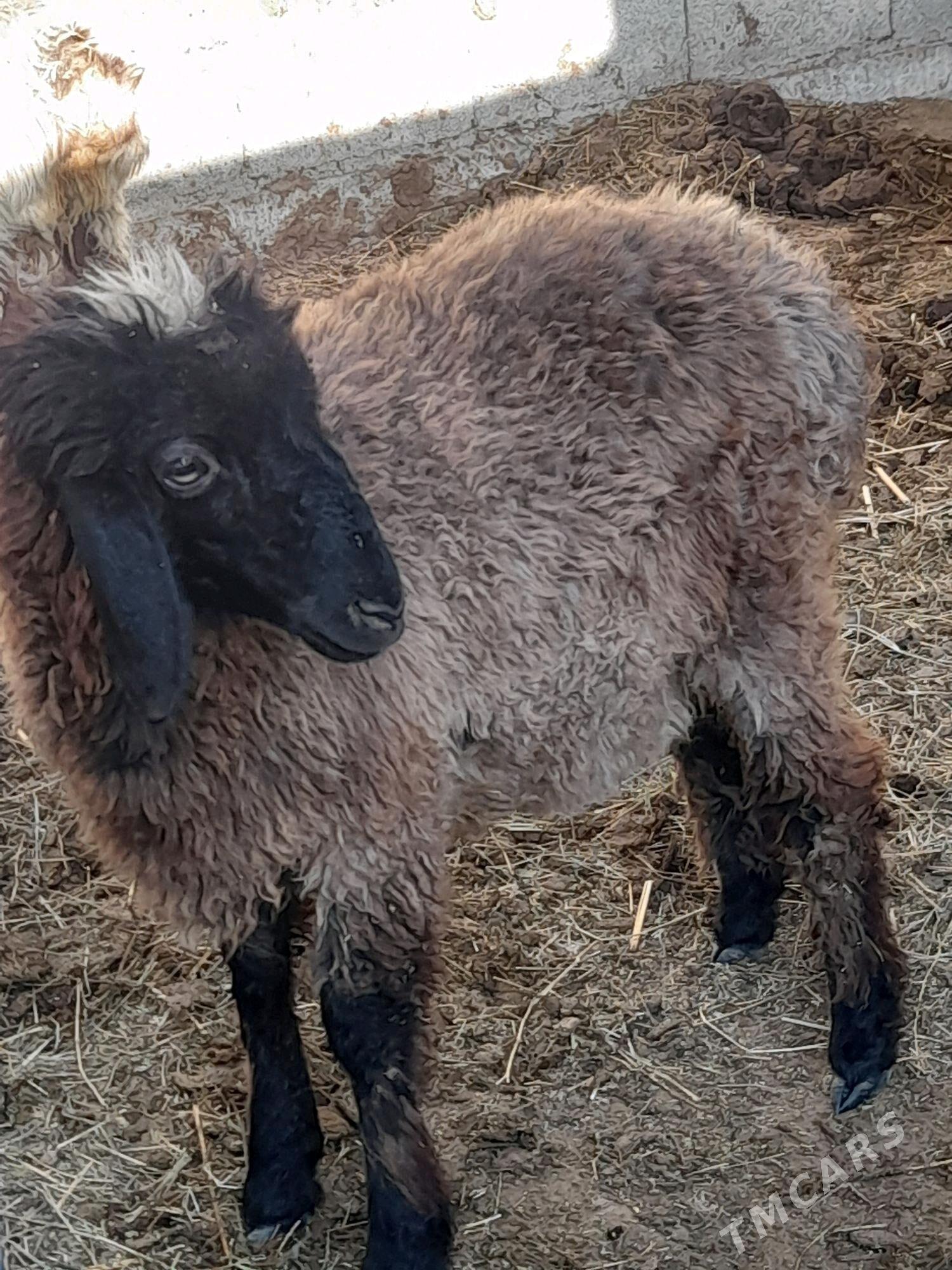 Tokly - Гёкдепе - img 6