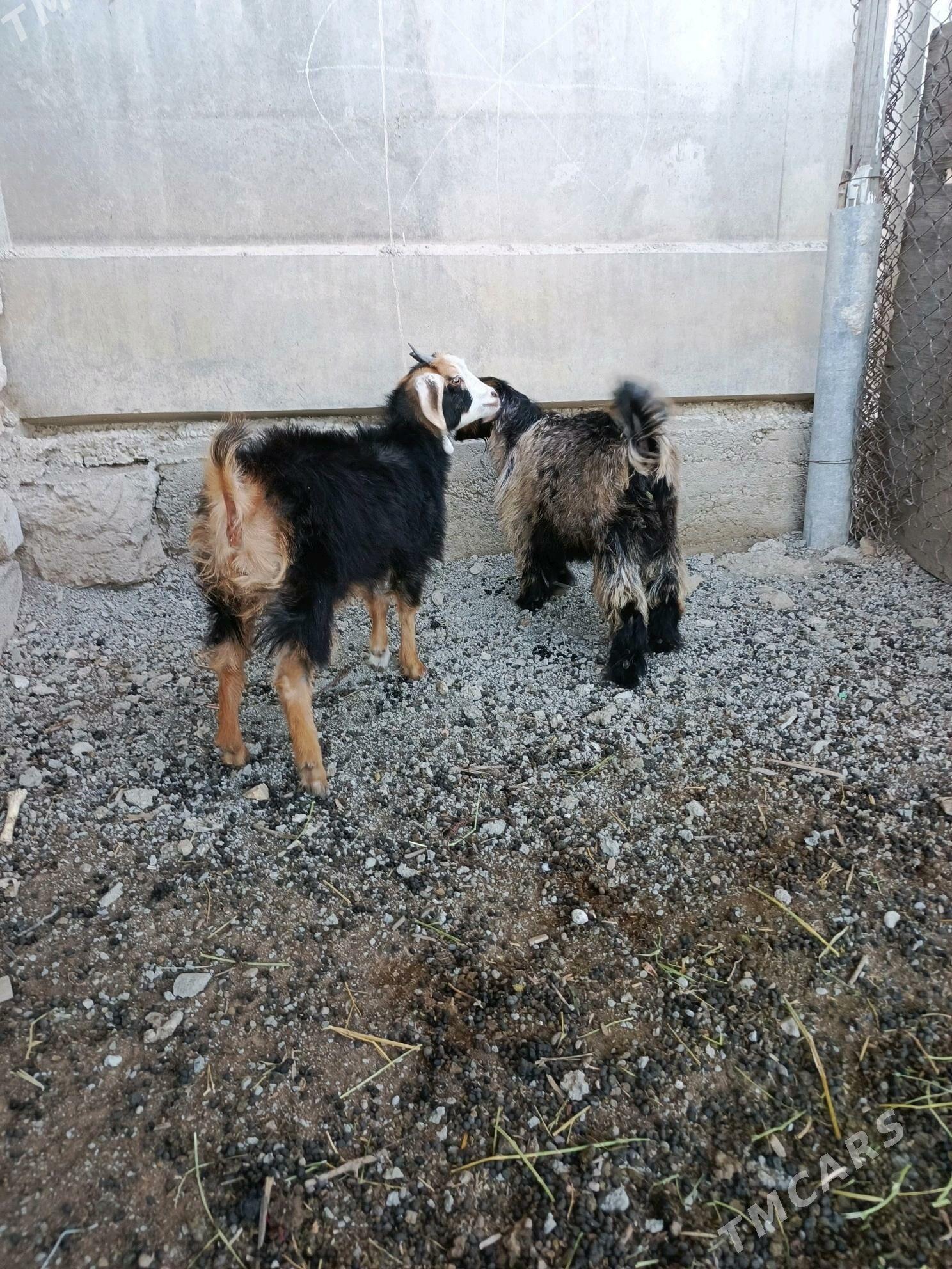 owlak - Büzmeýin - img 3