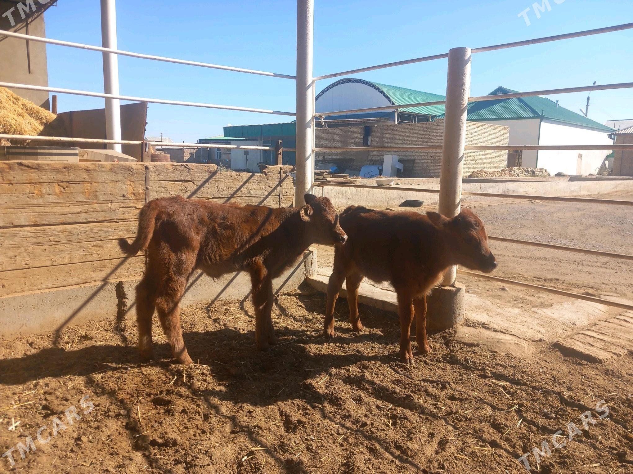 goleler - Векильбазар - img 1